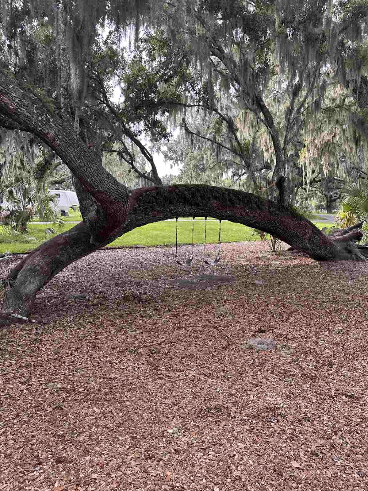 The low horizontal oak branch over the mulched play area at Peace River Oaks, Bowling Green, Florida